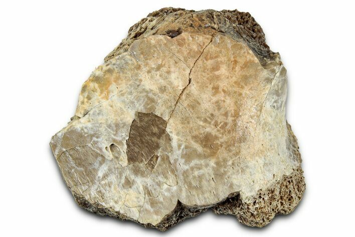 Fossil Tyrannosaur (T rex) Bone Section - Wyoming #328778